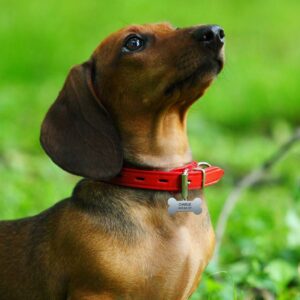 Metal Bone Dog Collar Tag