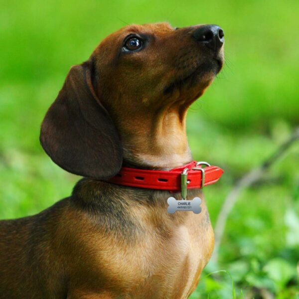 Metal Bone Dog Collar Tag