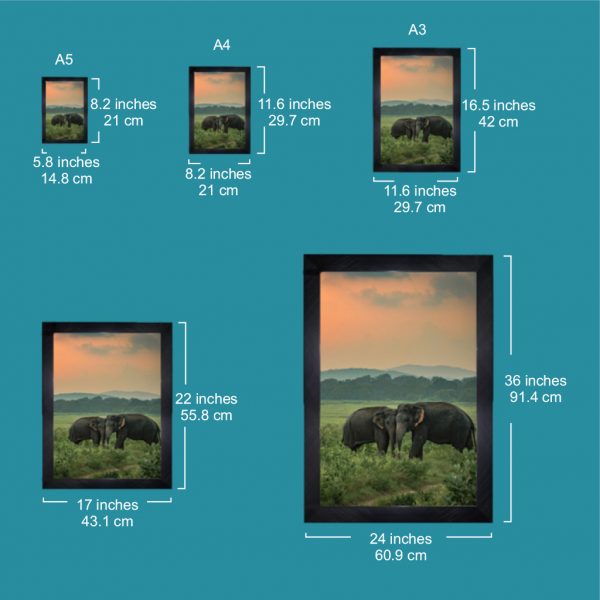 Glass Covered Black Fibre Frames - Image 4