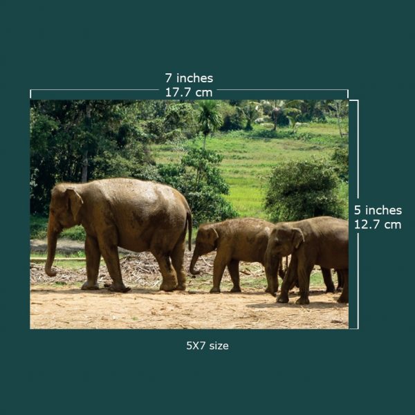 Medium Postcards - Set of 04 - Image 5