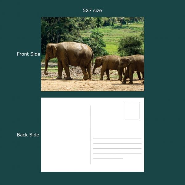 Medium Postcards - Set of 04 - Image 4