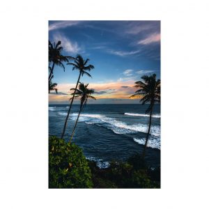 Meet Me Under The Palm Trees