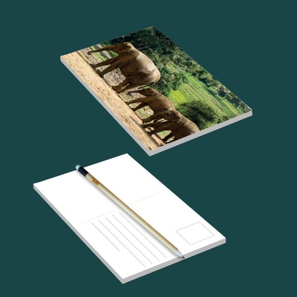 Medium Postcards - Set of 04 - Image 3