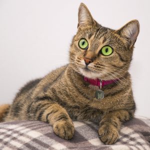 Metal Cat & Dog Tags