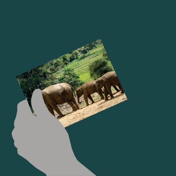 Medium Postcards - Set of 04 - Image 2