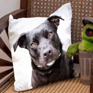 Pet Cushion Cover